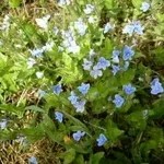 Veronica beccabunga