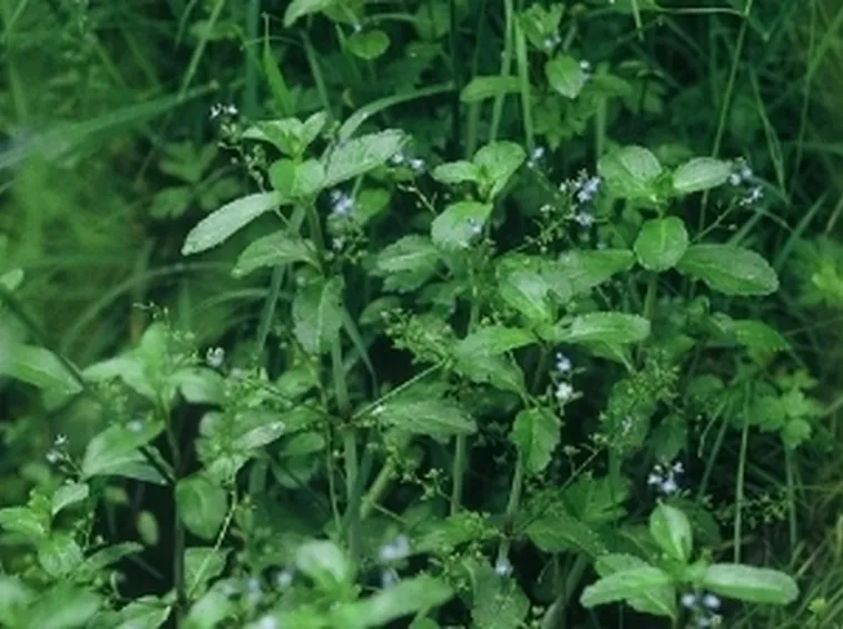 Veronica beccabunga