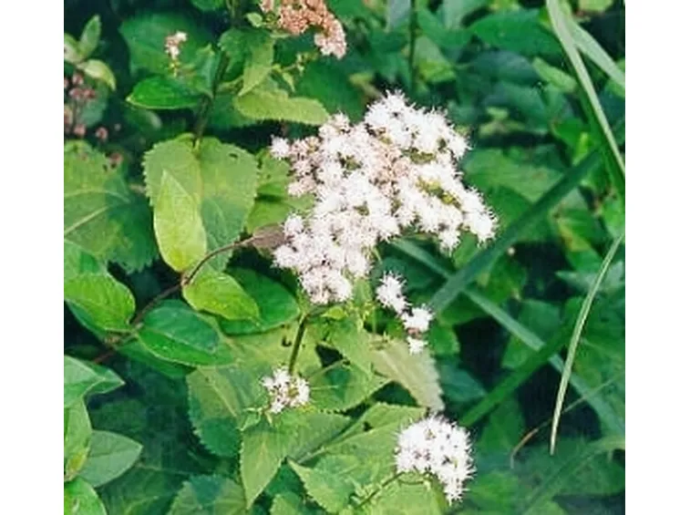 Pianta di bistorta