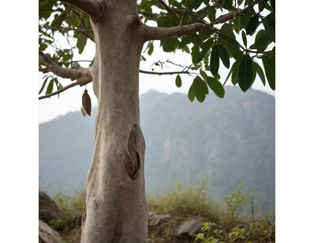 Albero si Boswellia serrata