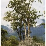 Albero si Boswellia serrata