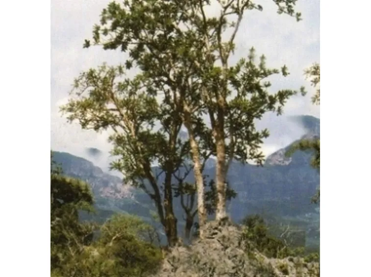 Albero si Boswellia serrata