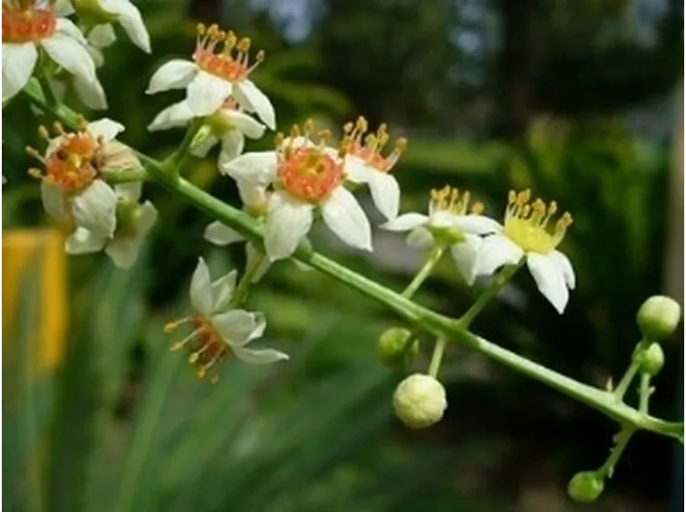 Dettaglio dei fiori di Boswellia