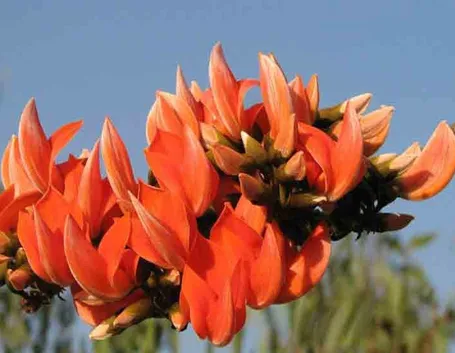 Butea superba fiori