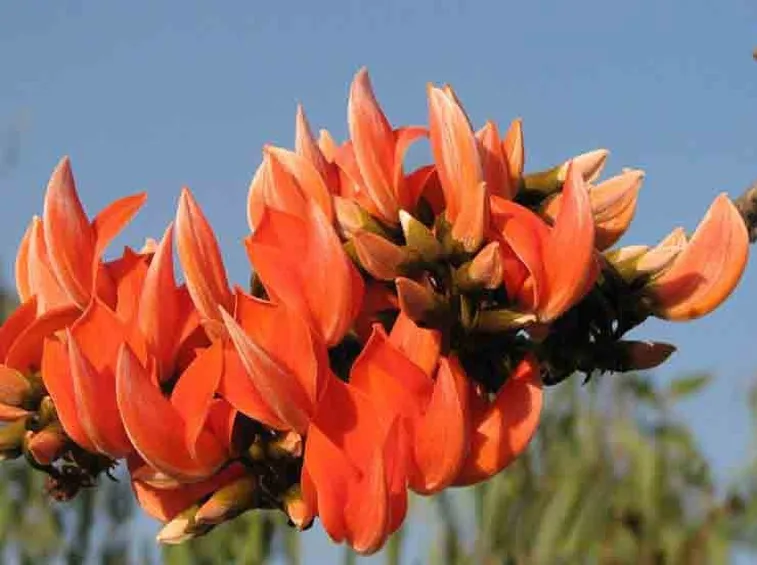 Butea superba fiori