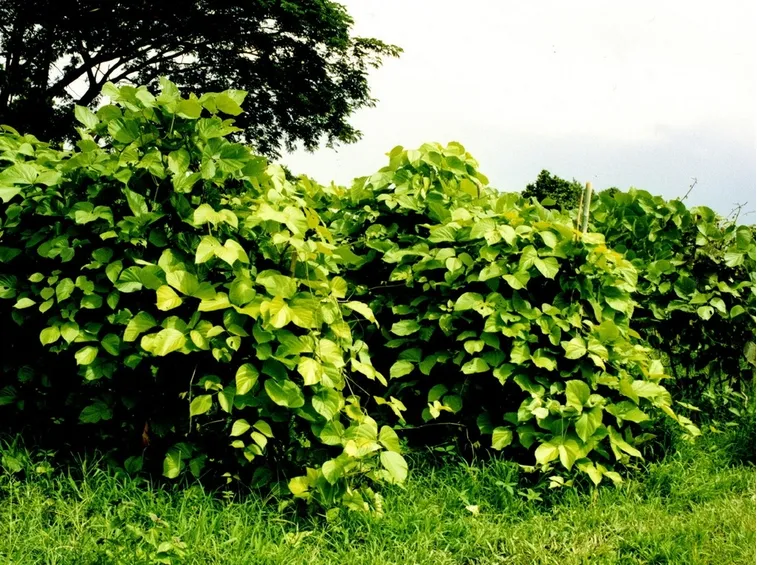 piante butea superba