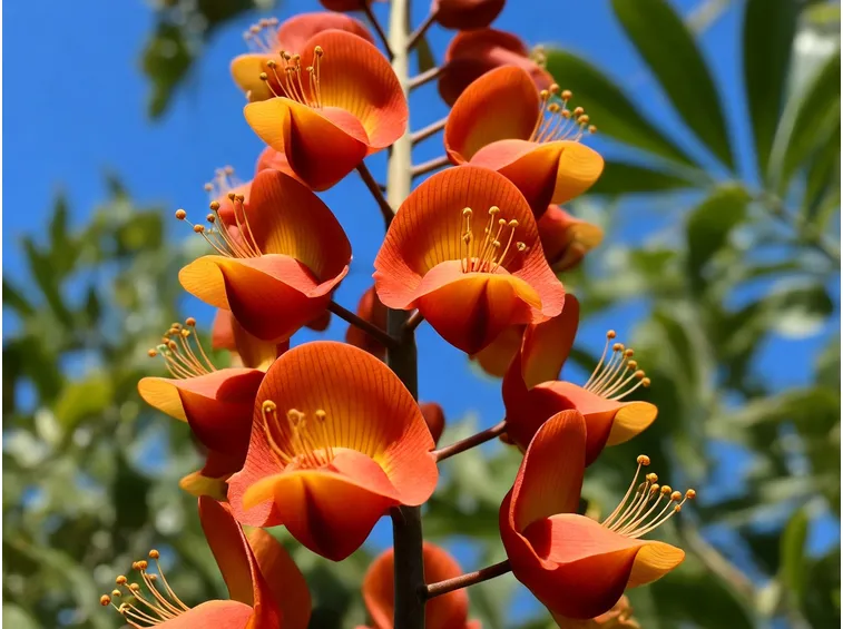 fiore di butea superba