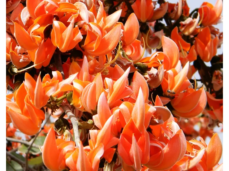 fiori butea superba