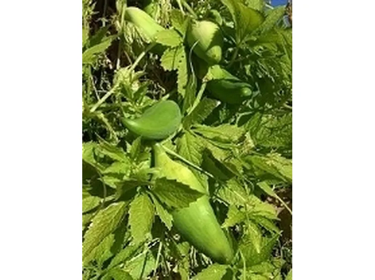 Pianta di caigua e frutti