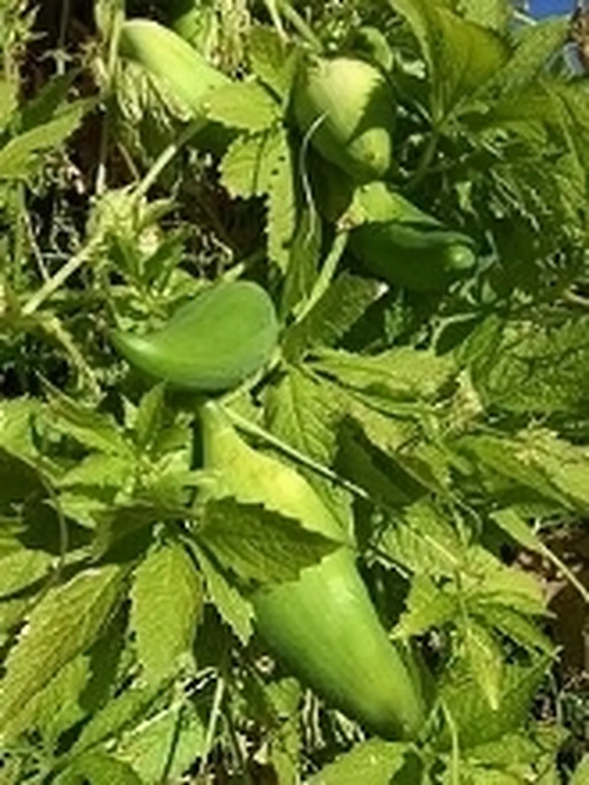 Pianta di caigua e frutti