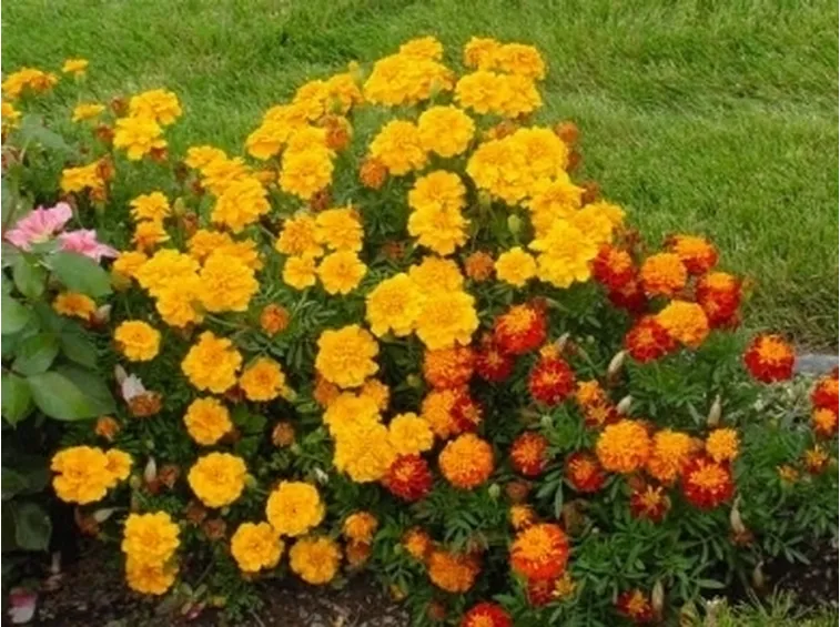 Cespuglio di calendule