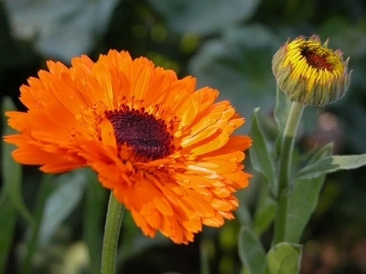 Fiore di colore arancio della calendula