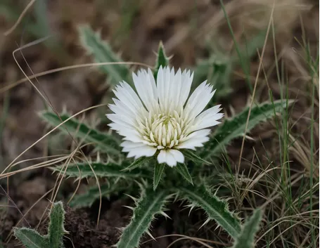 Carlina