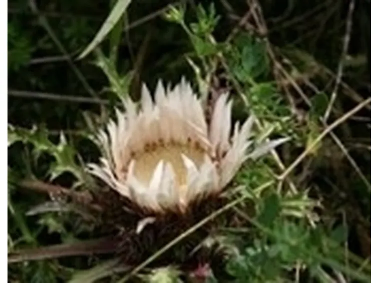 Carlina
