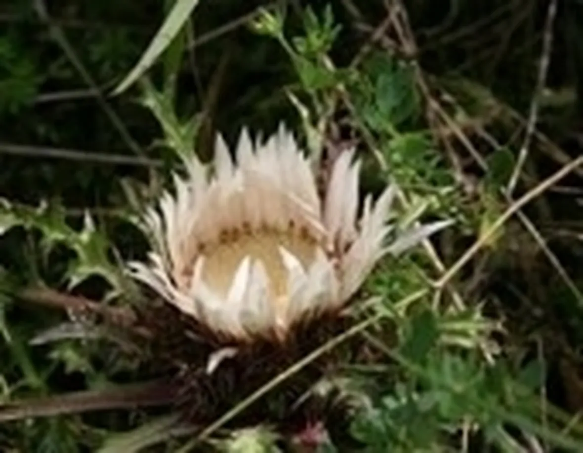 Carlina