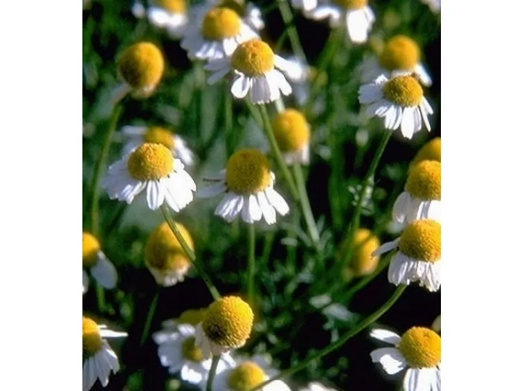 Fiori di Matricaria recutita