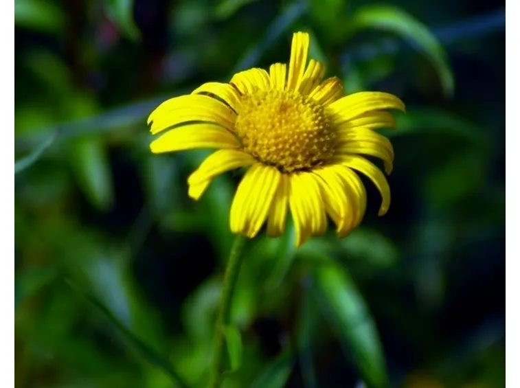 Dettaglio di un fiore giallo