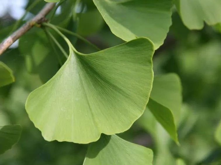Ginkgo biloba
