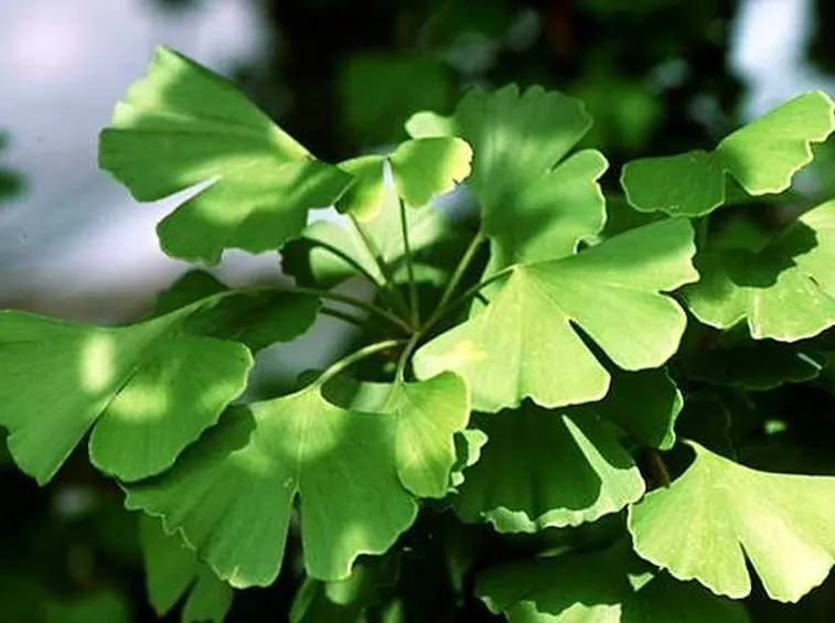Ginkgo biloba