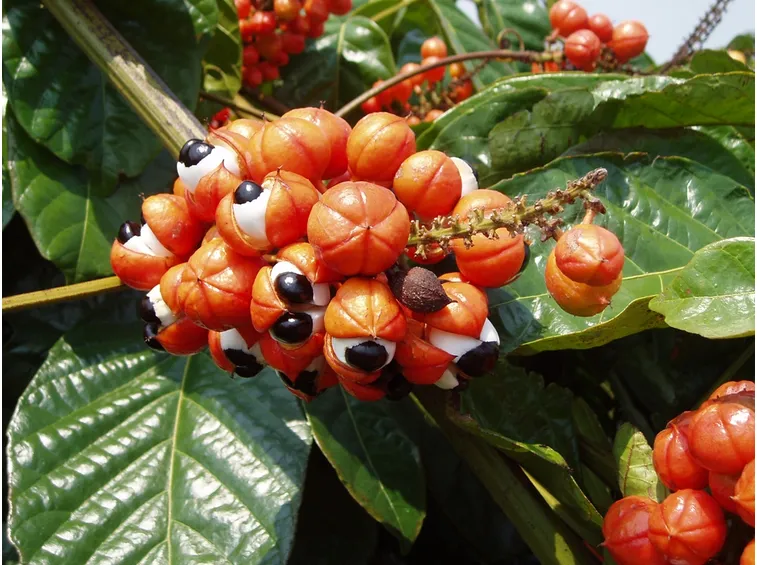 guaranà