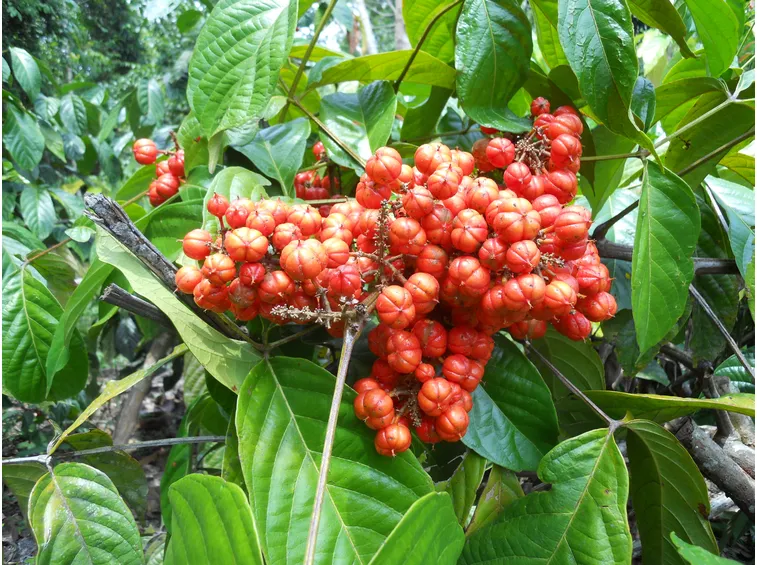 pianta guaranà