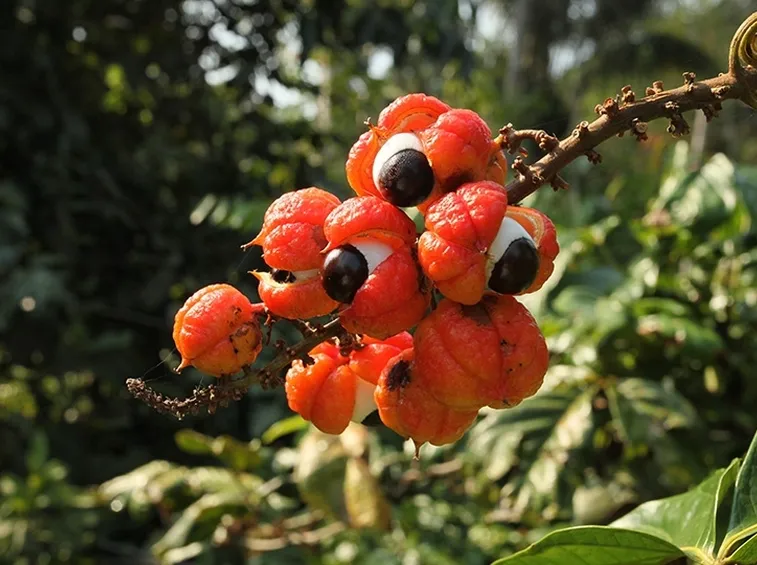 guaranà coltivazione