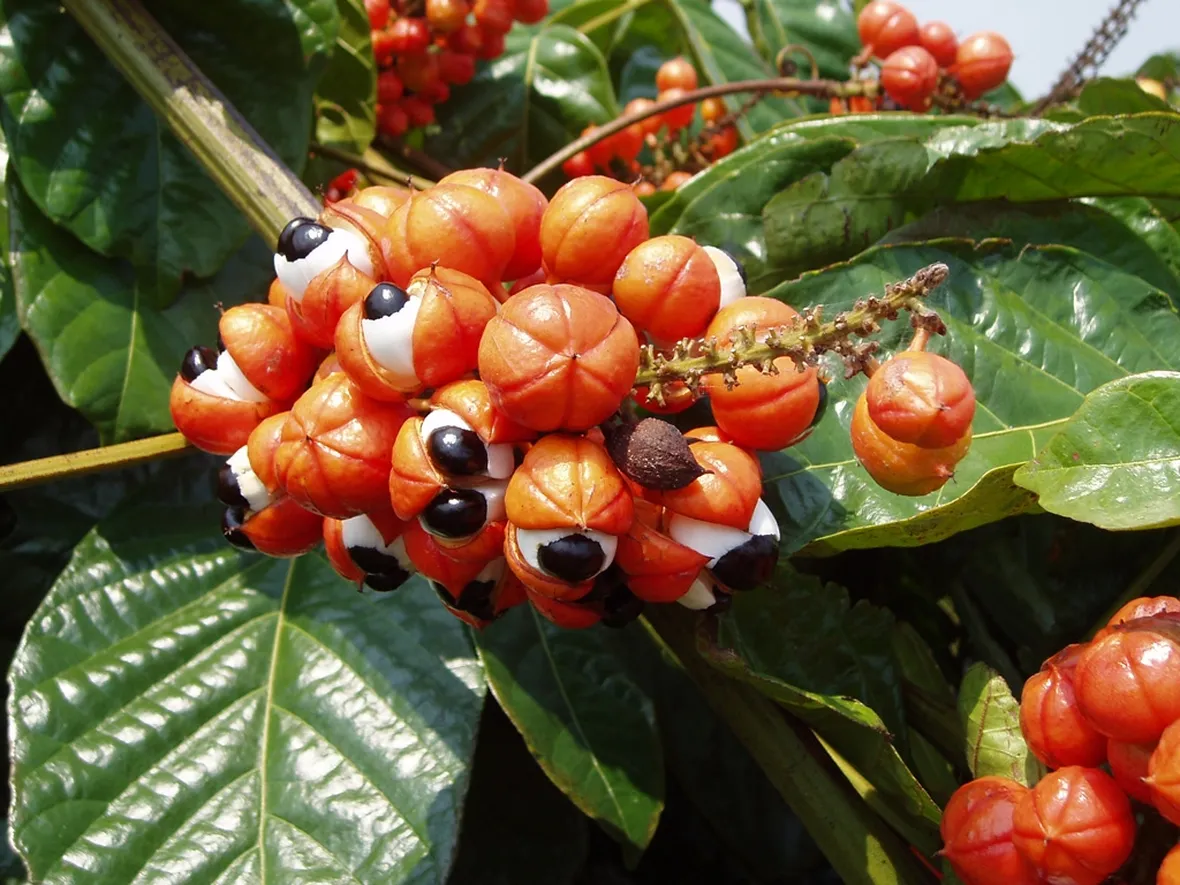 guaranà