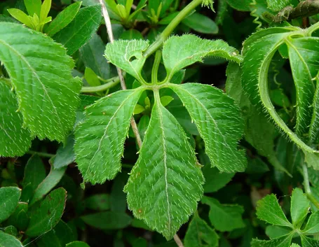 Gynostemma pentaphyllum pianta