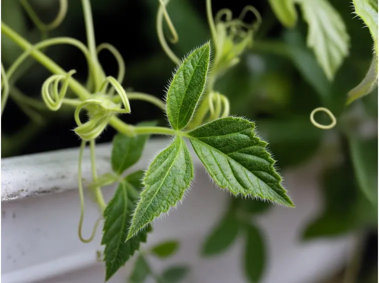 Gynostemma pentaphyllum pianta