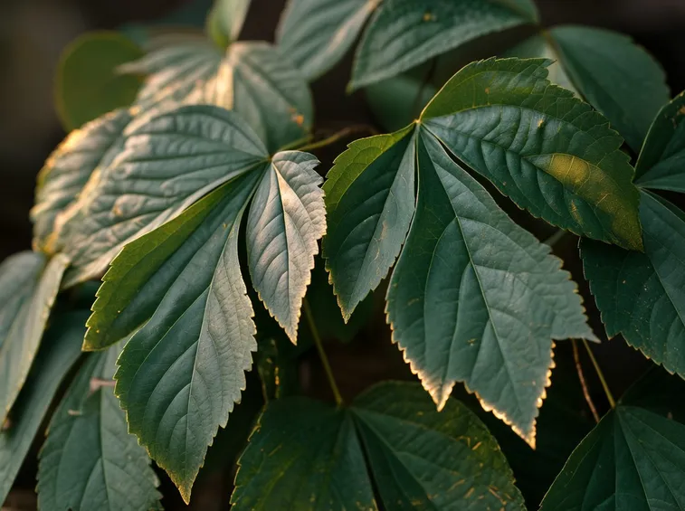 foglie ginseng del sud