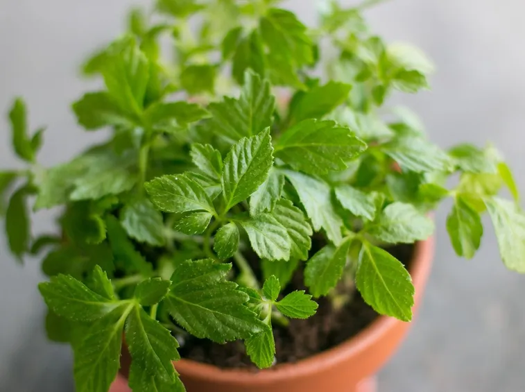 ginseng del sud