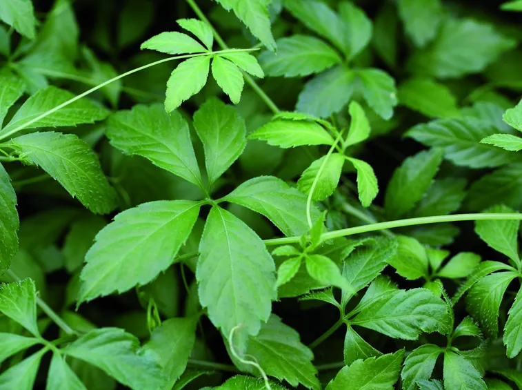 ginseng del sud pianta