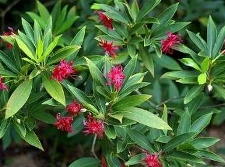 anice stellato - piante officinali