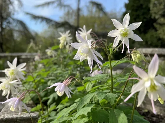 Pianta dell'aquilegia