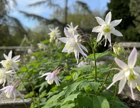 Pianta dell'aquilegia