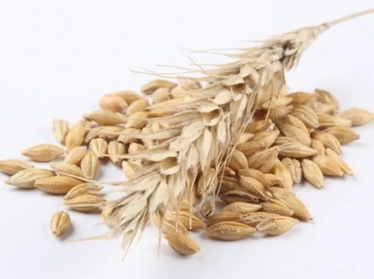 Avena