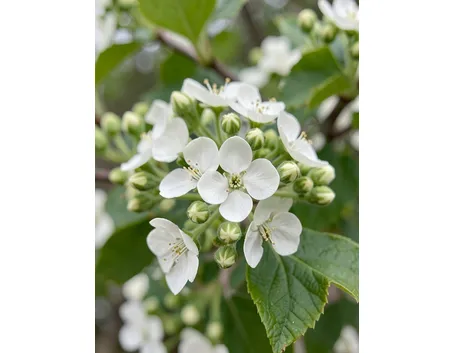 Fiori di biancospino.