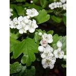 Fiori di biancospino.