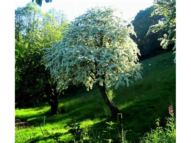 Biancospino in fiore