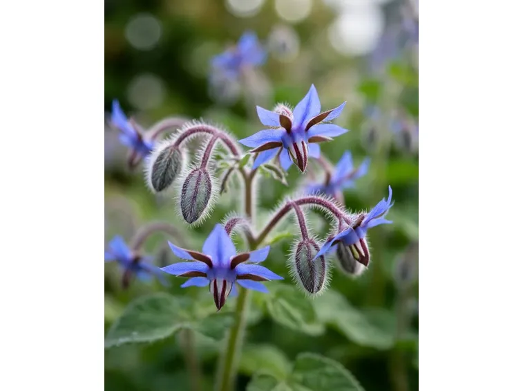Primo piano dei fiori di borragine