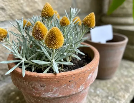 elicriso
