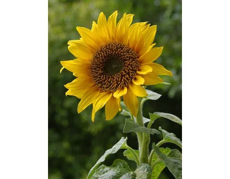 Girasole