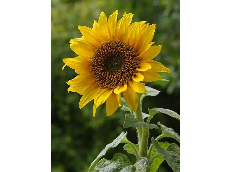 Girasole