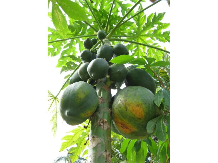 Papaya