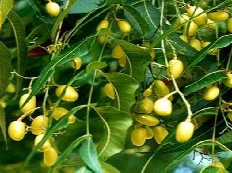 Olio di Neem