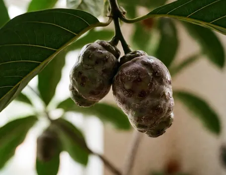 Succo di noni