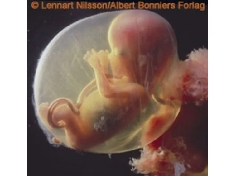 settimane di gestazione