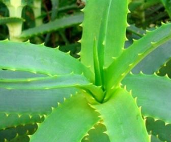 Aloe