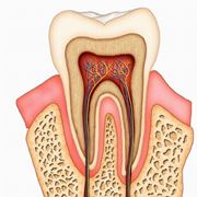 Anatomia di un dente.