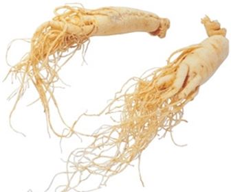 Ginseng